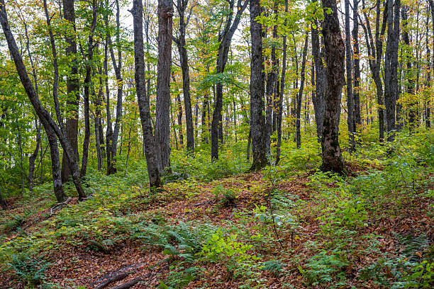 Forest in Autumn at Porcupine Mountain State Park, Michigan, USA