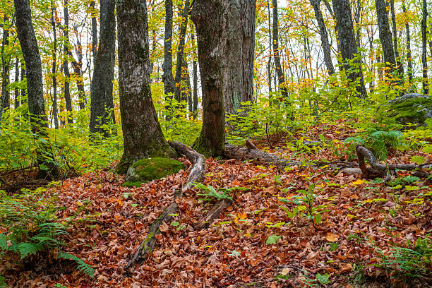 Forest in Autumn at Porcupine Mountain State Park, Michigan, USA