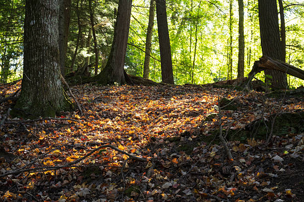 Scenic forest at Presque Isle River Falls Loop Trail in Porcupine Mountains, Michigan, USA