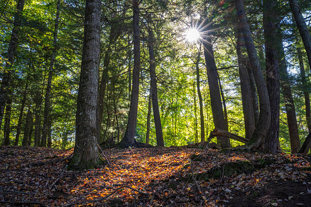 Scenic forest at Presque Isle River Falls Loop Trail in Porcupine Mountains, Michigan, USA