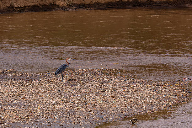 A White-faced Heron (Egretta novaehollandiae) at a wildlife park in Sydney, New South Wales, Australia. (Photo by Tara Chand Malhotra)