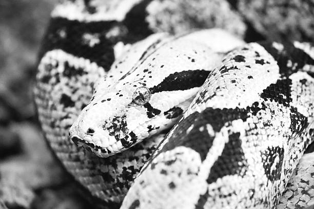 Boa Constrictor on branch