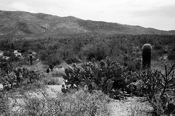 Saguaro cacti shaped like peace sign and mountains, Apache Junction, Lost Dutchman State Park, Arizona