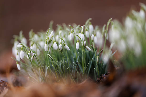 Spring is coming and the snowdrops are blooming.