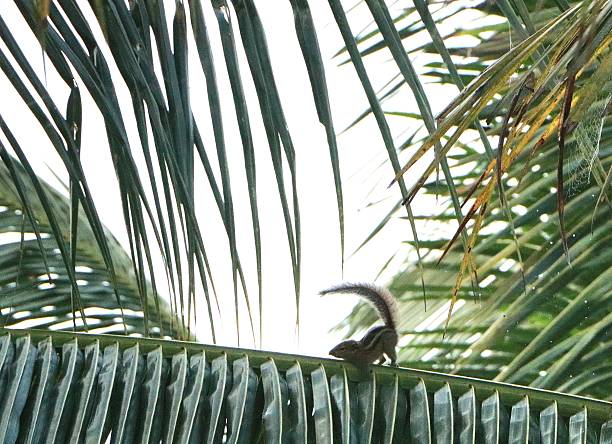 Plantain squirrel is looking at camera on palm tree in nature.