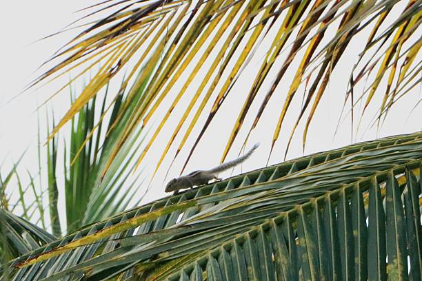 The squirrel eats fruit on a palm tree