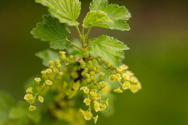Currant bush flowering in spring garden berry growth concept. High quality photo