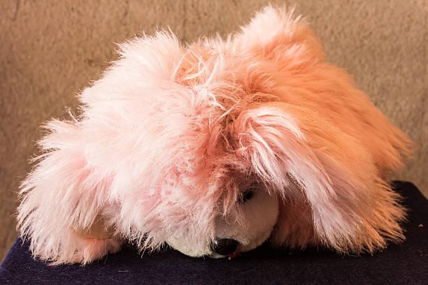 Shot of an adorable little boy playing with his pet dog on the bed at home. Little child, boy, lying in bed with pet dog, little apricot toy puddle.