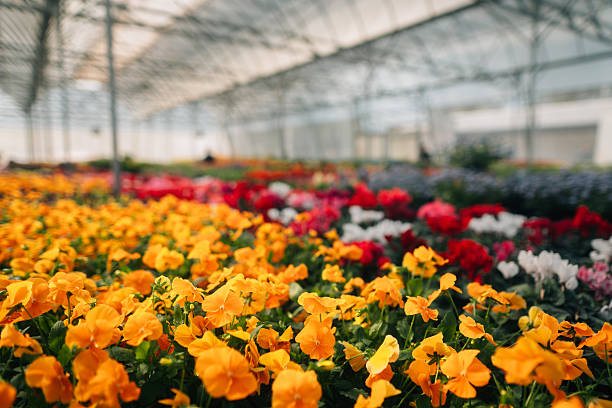 Rural summer morning idyll - close-up view of petunia flowers and greenhouse in the garden, fog in the background. High quality photo