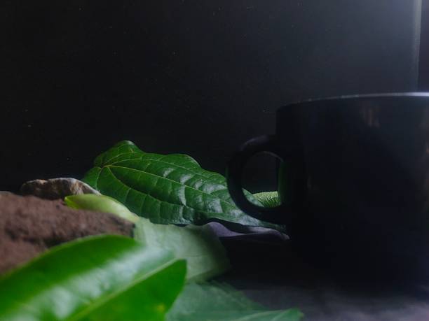 Moody Herbal Leaves with Cup in Dramatic Low Light Atmosphere”