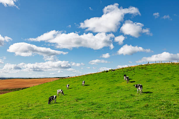 Cattle In A Countryside Landscape In The Cotswolds, England