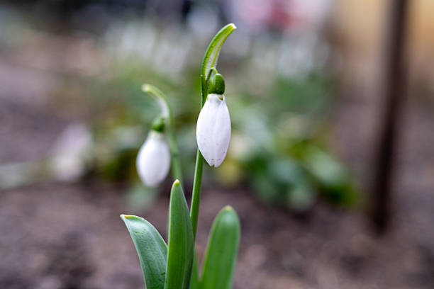 Close-up of two snowdrop flowers blooming outdoors in early spring. Delicate white blossoms with green leaves photographed with shallow depth of field and soft natural background.