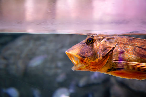 Picture of a fish swimming underwater