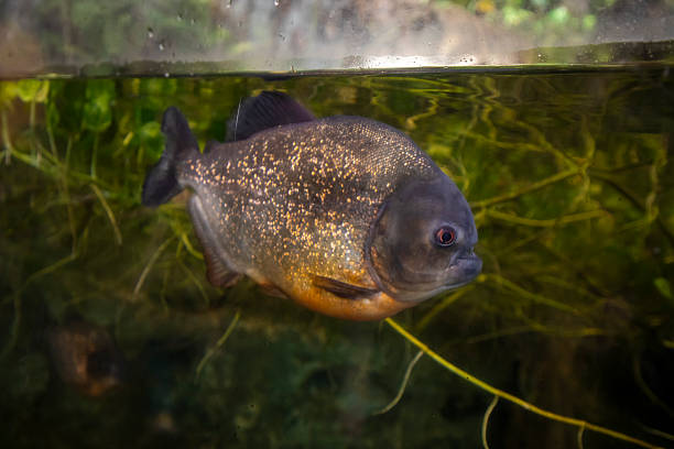 The fish being dried