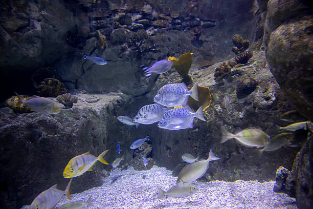 Colorful fish swimming underwater