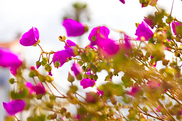 Purple flowers on a summer day.