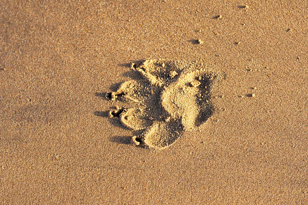 When this concrete pathway was constructed, a dog immortalized itself by leaving a pawprint in the wet cement.