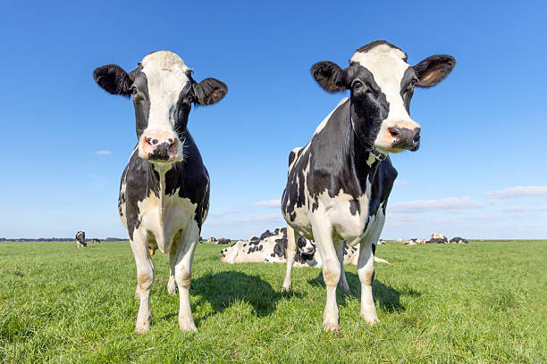 istock Two cute cows mature black and white, side by side, standing side by side, a blue sky 2259876333