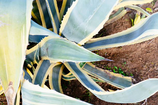 Close-up of an agave plant with thick leaves, symbolizing drought-resistant plants, Mediterranean landscaping, and sustainable gardening.