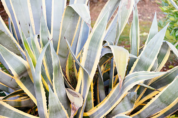 Close-up of agave plant leaves with sharp edges, representing arid plants, resilience, and Mediterranean vegetation.