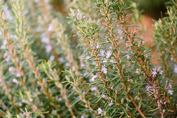 Rosemary and lavender bouquet in a white jug