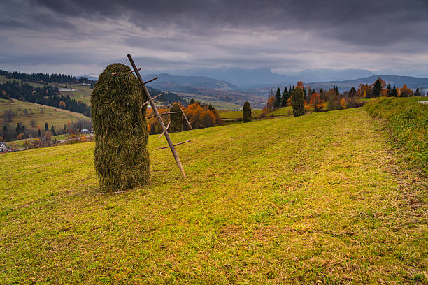 Traditional haystack on green hillside with autumn trees and distant mountains under overcast sky, rural countryside landscape in fall season