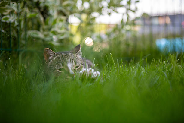The gray kitten hid in the green grass
