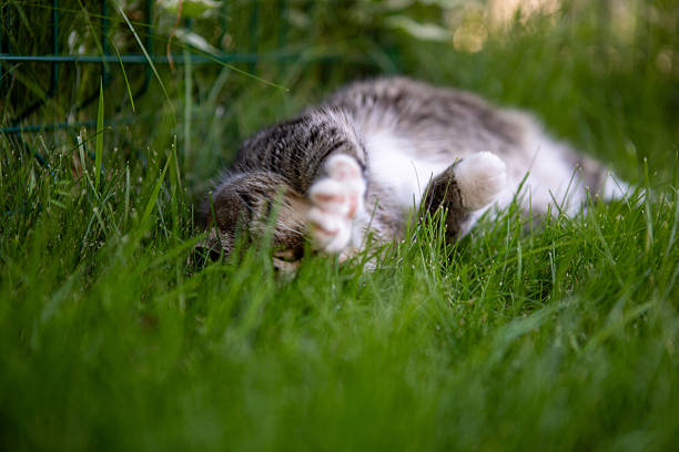 A grey cat stretches on the green grass