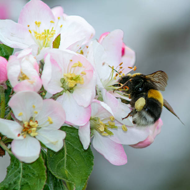 Macro closeup of a bumblebee collecting pollen on pink and white apple flower. Spring bloom, pollination, gardening and ecology concept.