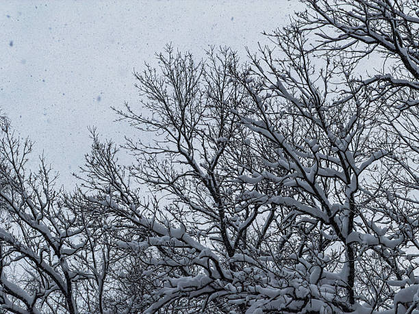Beautiful forest covered with snow. Winter Landscape