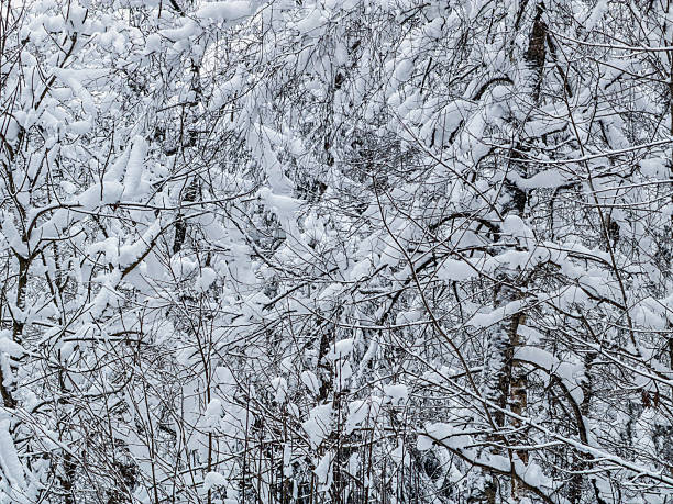 Close-up forest tree covered with snow. Winter Landscape