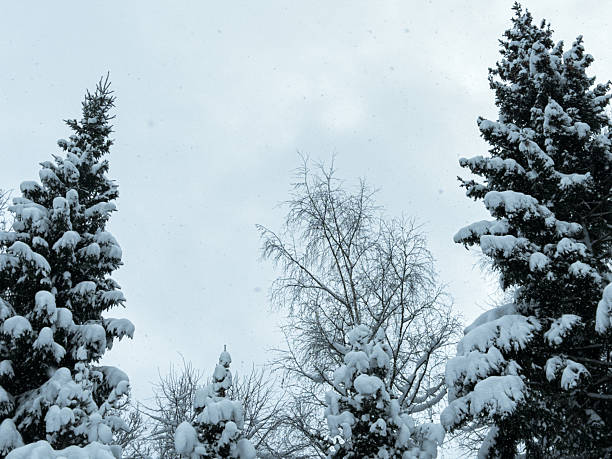 Beautiful forest covered with snow. Winter Landscape