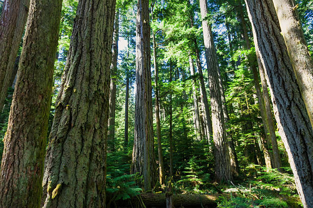 Cathedral Grove with giant Douglas fir trees in MacMillan Provincial Park, Vancouver Island, British Columbia, Canada.