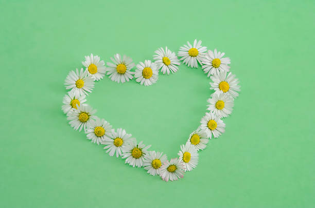 Heart of daisy on green background