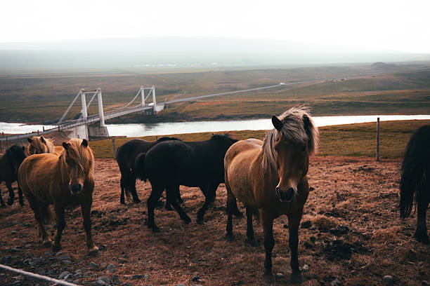 Icelandic horses with thick manes standing and grazing on dry grass, observing the viewer with a suspension bridge and a river in the background on a peaceful day in Iceland