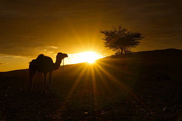 A camel stands in silhouette beside an acacia tree as the sun sets behind a desert hill, casting a dramatic golden sunburst across the rocky ground. The warm, minimal landscape evokes Sahara desert scenery, nomadic life and the peaceful beauty of evening in arid regions of Morocco.