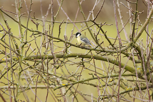 Great tit, (Parus major), perched on a branch, front view