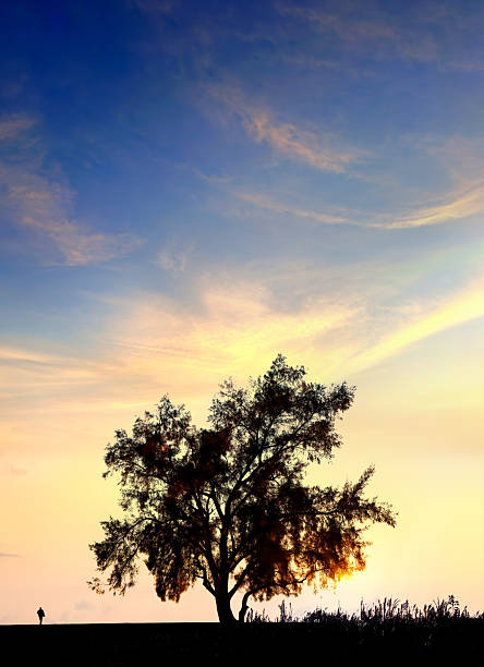 Single tree on flat landscape in Florida