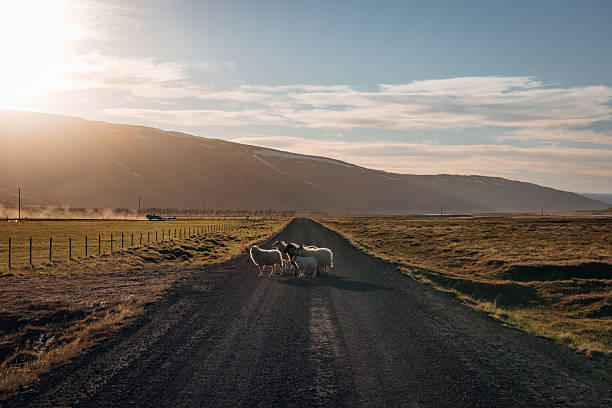 Group of sheep standing on a remote gravel road, blocking traffic for a vehicle driving in the distance, with a golden sunset illuminating the vast Icelandic landscape and mountains