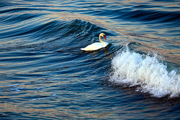 Graceful Swan Riding the Waves