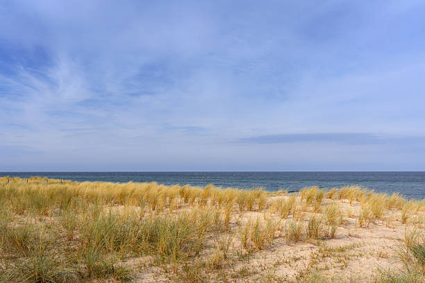 A tranquil Baltic Sea beach with golden dune grasses under a clear blue sky, capturing the calm German coastline near Ahrenshoop. Ideal for travel, nature, and relaxation themes.