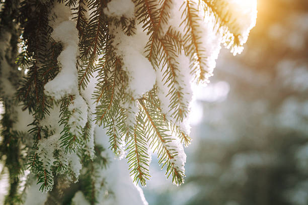 Snow-covered pine needles hang from a branch while golden sunlight filters through a winter forest. A serene, calm scene from the Kickelhahn Mountain area near Ilmenau, Thuringia, Germany.