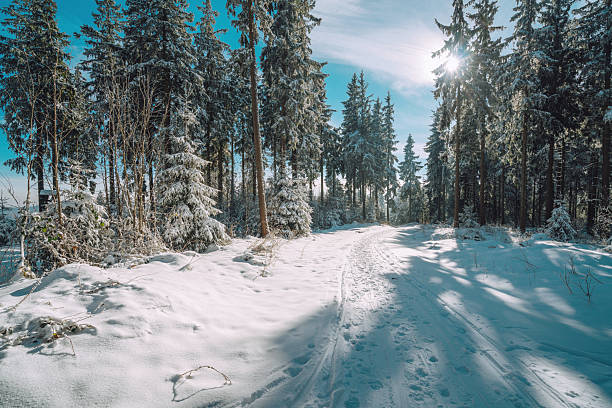 Snow-covered park road with tire tracks leading through tall frosty trees under soft winter sunlight. Calm winter landscape, seasonal nature background, cold weather outdoors.