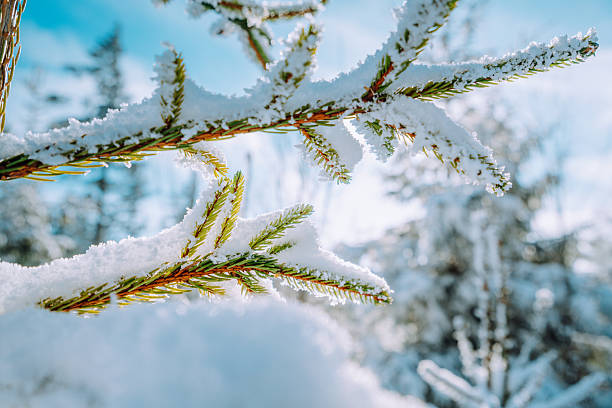 Snow-covered pine branches create a crisp winter scene with a bright blue sky and a softly blurred snowy forest in the background. A peaceful, chilly moment from a German winter landscape near Kickelhahn Mountain.