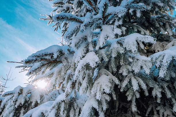 Snow-covered pine branches glow under a bright winter sun in a blue sky. A tranquil forest scene captures cold air, frost, and the calm of a snowy day near Kickelhahn Mountain.