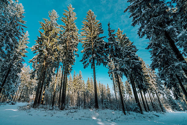 Snowy pines rise against a bright blue sky in a tranquil winter forest near Kickelhahn Mountain. Tall trunks, soft shadows, and fresh powder evoke calm, natural beauty ideal for nature and travel projects.