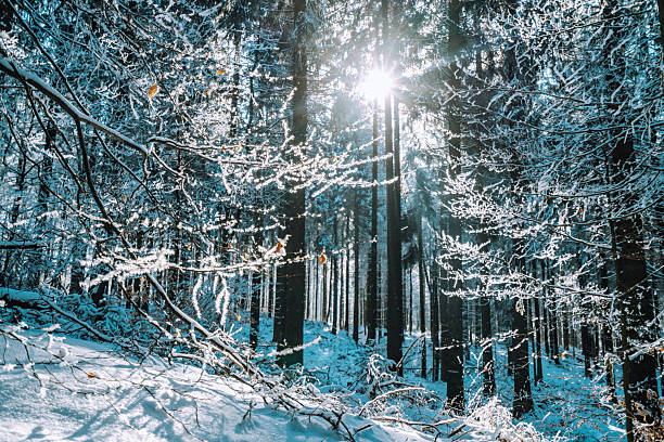 Sunlight filters through a snow-covered forest, casting long shadows on the frosty ground. Winter scene near Kickelhahn Mountain, with sparkling branches and a serene, cold atmosphere.