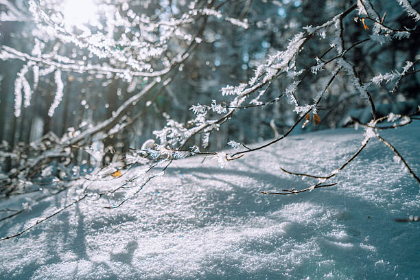 Winter branches covered with frost
