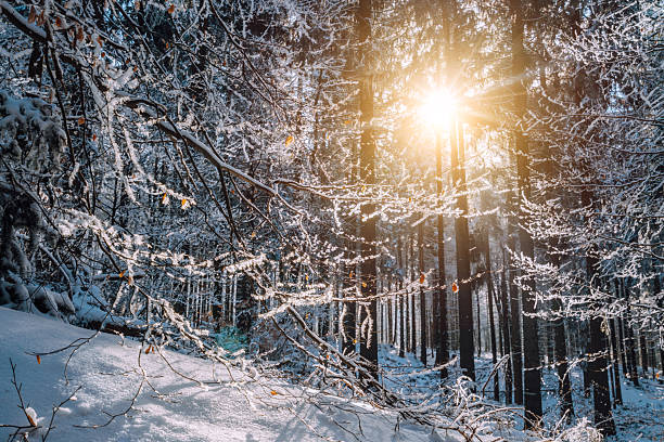 Sunlight is shining through the trees on the snow-covered footh path on the mountain.