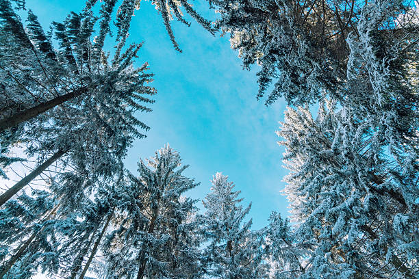 Snow-covered evergreen trees form a circular canopy as the bright blue sky peeks through, creating a serene winter forest scene with calm and chilly atmosphere.